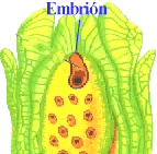 Mientras que la oosfera se transforma en embrión, la célula central dará origen al albumen o endospermo