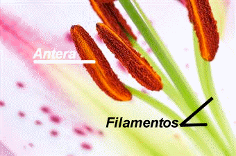 Detalle de unos estambres