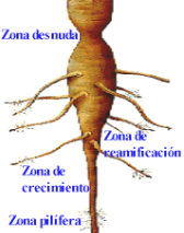 raíz