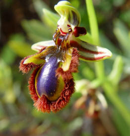 Abejera de espejo (Ophrys speculum)