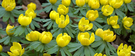 Acónito de invierno (Eranthis spp.)