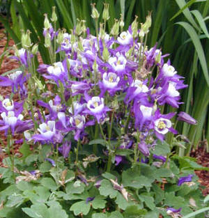 Aguileña (Aquilegia hybrida)