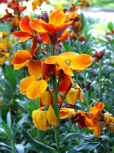 Alhelí amarillo (Cheiranthus cheiri)