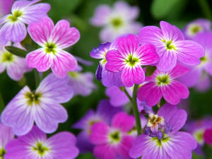 Alhelí de Mahón (Malcolmia maritima / Cheiranthus maritimus)