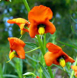 Alonsoa (Alonsoa linearis)