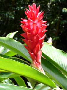 Alpinia (Alpinia purpurata)