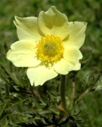 Anémona amarilla (Pulsatilla alpina)
