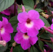 Aquímenes (Achimenes longiflora)