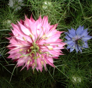Arañuela (Nigella damascena)