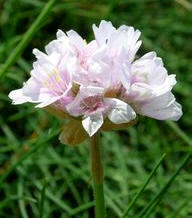 Armeria vellosa (Armeria pubigera)