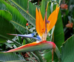 Ave del paraíso (Strelitzia reginae)