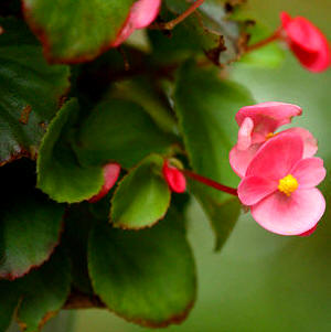 Begonia (Begonia semperflorens)