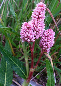 Bistorta de jardín (Poligonum affine)