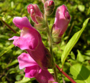 Boca de dragón (Antirrhinum majus)
