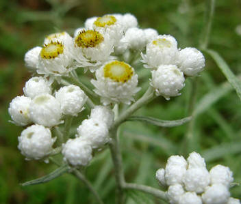 Botón de plata (Anaphalis margaritacea)