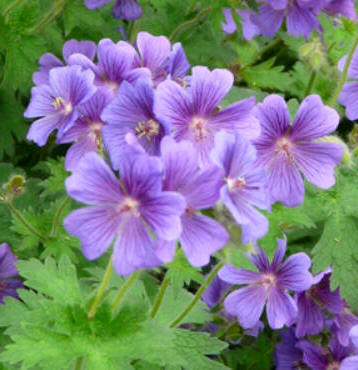 Geranio azulado (Geranium grandiflorum)