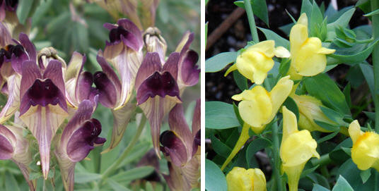 Linaria tristis / Linaria dalmatica