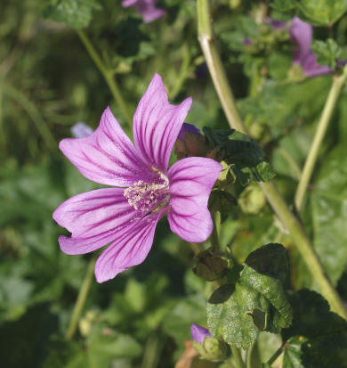 Malva (Malva sylvestris)