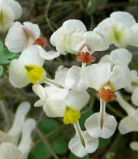 Zapatitos de la Virgen (Sarcocapnos enneaphylla)