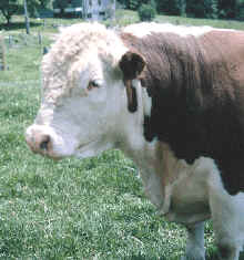 animales, vaca, ternero