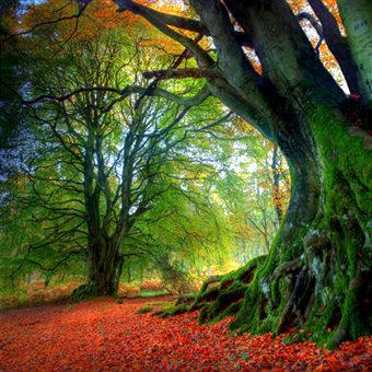 Ecología: factor interespecífico