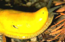 invertebrados 