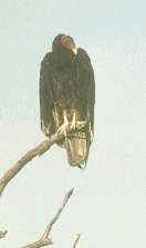 Necrófagos, carroñeros