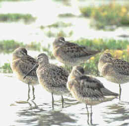 aves