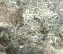 Liquen antártico