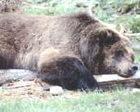 oso 