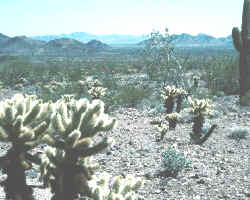 desiertos