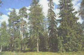 Taiga finlandesa