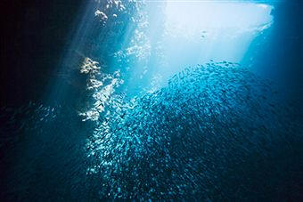 zona iluminada de la región oceánica (epipelágica y eufótica)