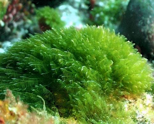 La espirulina es un procariota que vive en ambientes lacustres y oceánicos; es una cianobacteria capaz de realizar la fotosíntesis oxigénica, convirtiendo dióxido de carbono en materia orgánica y desprendiendo oxígeno en el proceso.