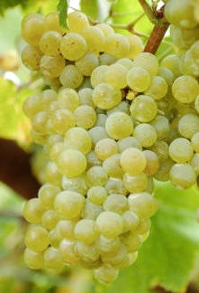 Un racimo de uva albariña