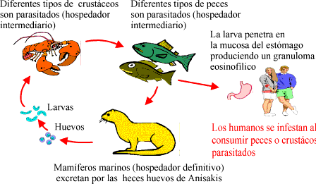 Ciclo biológico de Anisakis