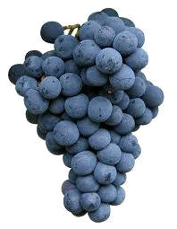 Uva Cabernet franc