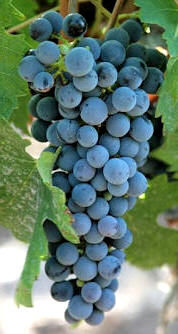 Uva Cabernet Sauvignon
