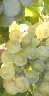 Uva caíño blanco