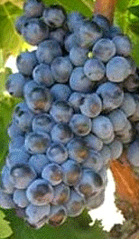 Uva Cariñena o Mazuela