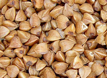 semillas de alforfón