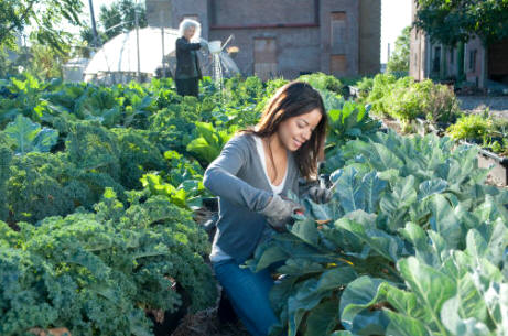 Horticultura