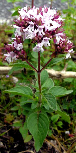 Orégano (Origanum vulgare)