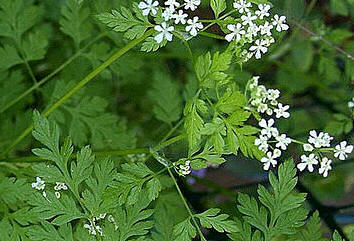 Perifolio (Anthriscus cerefolium)