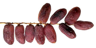 Dátiles