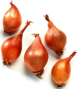 Cebollitas francesas