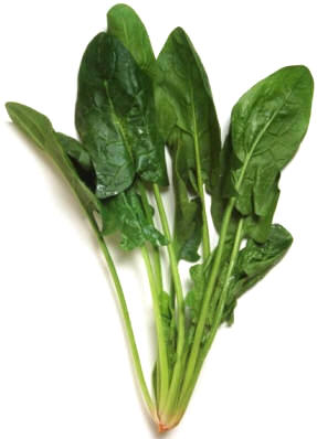 Acederas