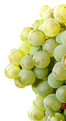 Macabeo o Viura