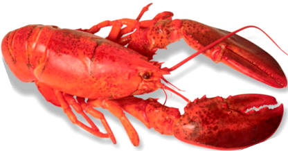 Bogavante vivo