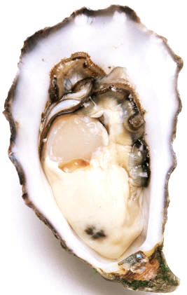 Ostra cruda